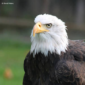 Bald Eagle / Weisskopfseeadler 10