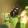 Landkaertchen / Map Butterfly 2