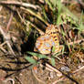 Kleine Perlmutterfalter/Queen of Spain fritillary2