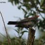 Wacholderdrossel Fieldfare 4