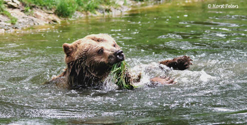 Braun Baer / Brown Bear 4 by bluesgrass