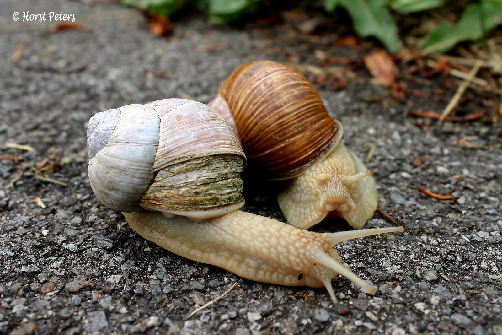 Weinbergschnecke 3