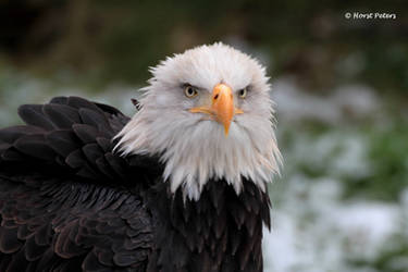 Bald Eagle  Weisskopfseeadler 15 by bluesgrass