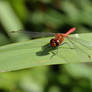 Heidelibelle (Sympetrum vulgatum)