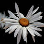 Margerite Leucanthemum vulgare