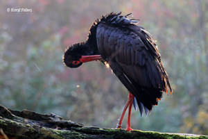 Schwarz Storch / Black Stork
