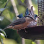 Kleiber /  Nuthatch 13