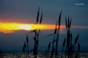 Sonnenuntergang am Steinhuder Meer 4