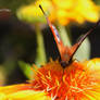 Pfauenauge    Peacock Butterfly 4