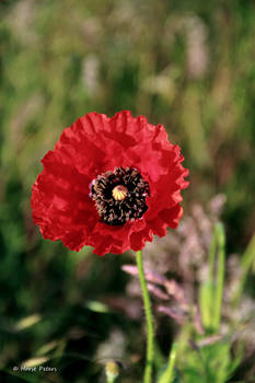 Mohnblume / Poppy 4