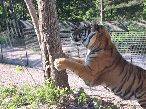 Bengal and Siberian Tiger Mix