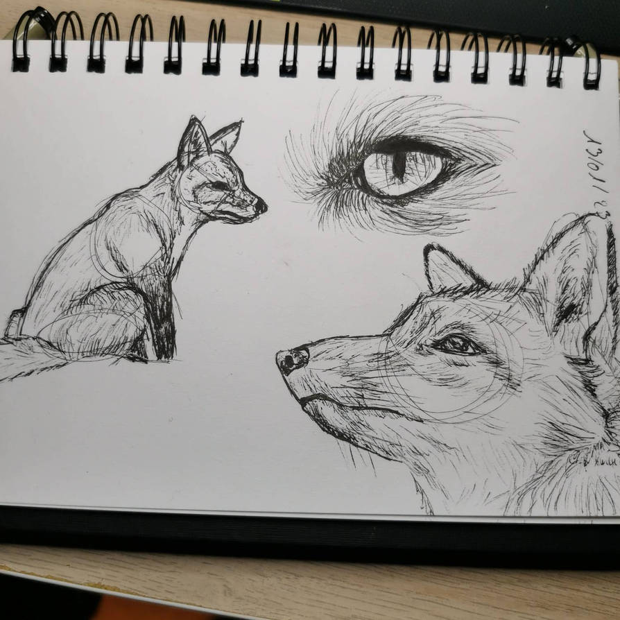 Fox training by Cubeimage on DeviantArt