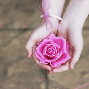 rose.. by chpsauce rose.. by chpsauce