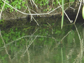 #4 Wetlands Reserve Waterscape FREE STOCK IMAGE