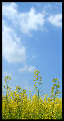 Yellow Flowers