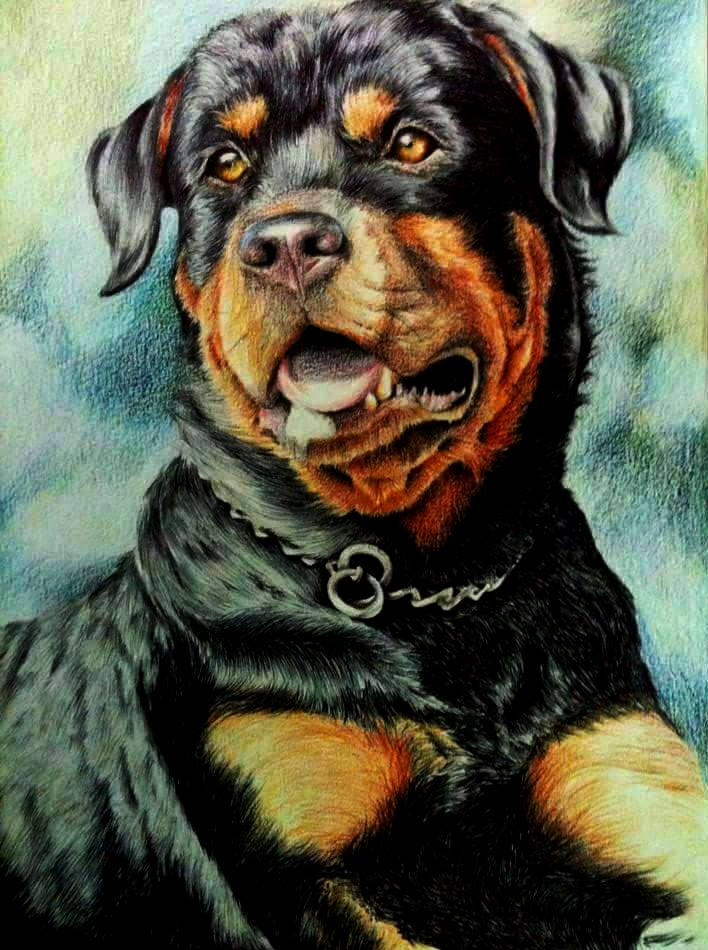 Dotwork Rottweiler Rottweiler by MicrocampABC on DeviantArt