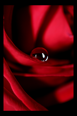 Red Red Rose