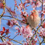 House Finch and Plum Blossoms