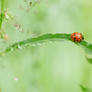 Ladybird Bridge