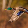Mallard duck in flight.