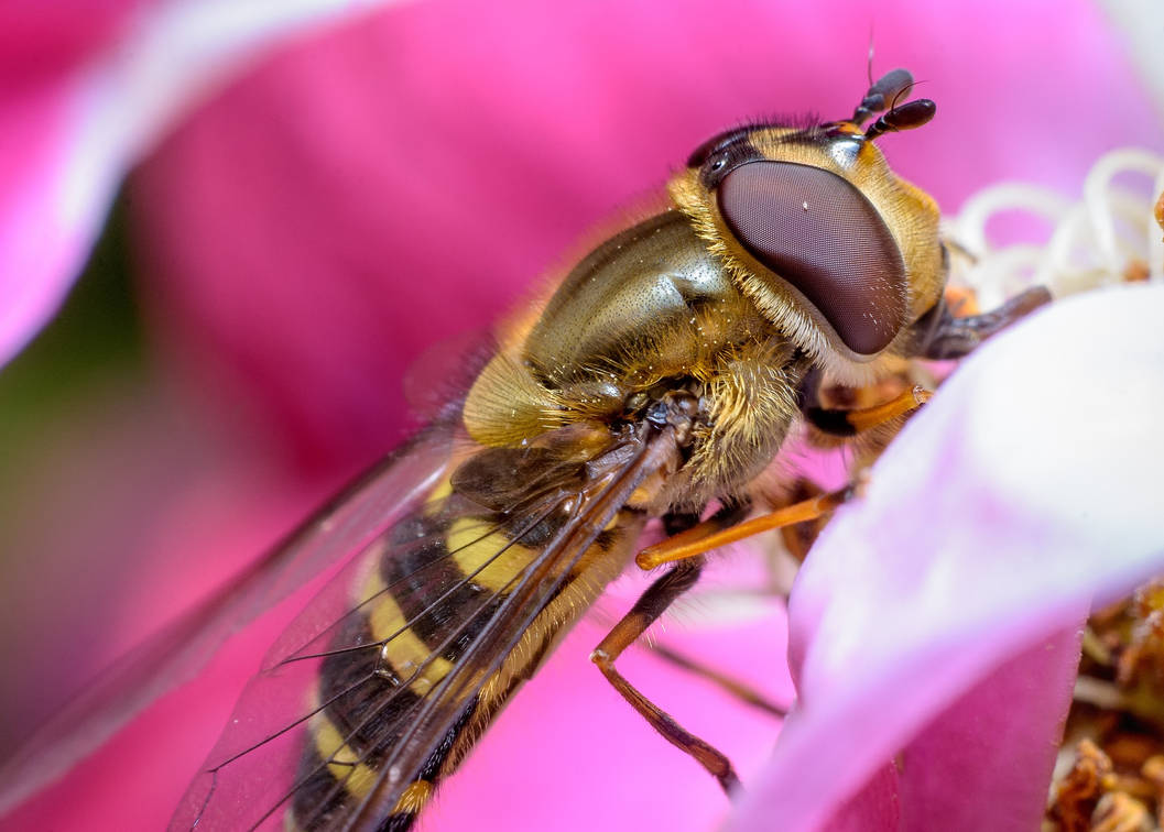 Hoverfly by TenthMusePhotography on DeviantArt