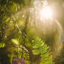 Celestial Warmth