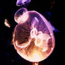 jelly fish