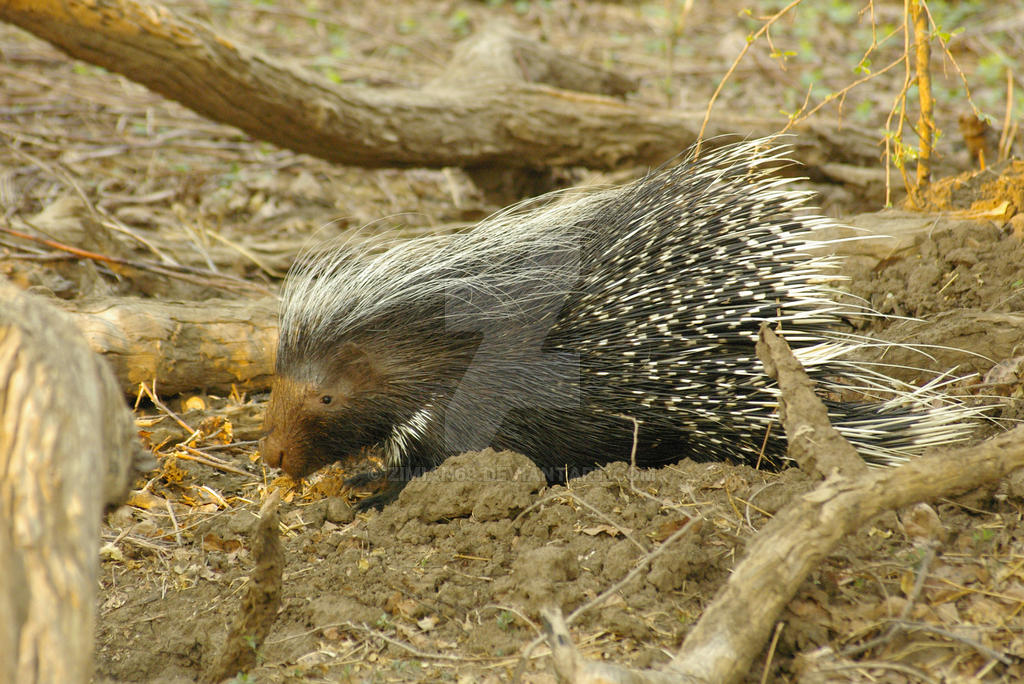 Porcupine Stress by zimian69