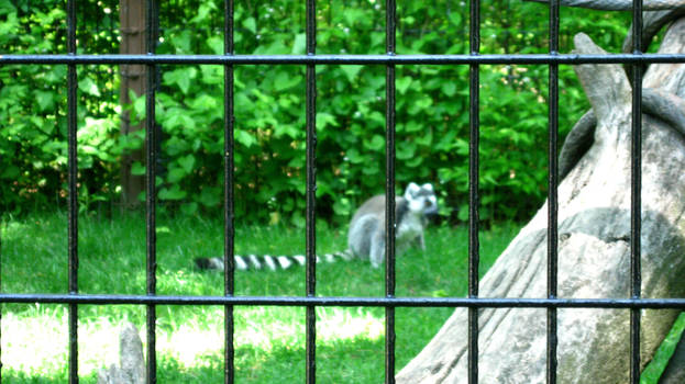 Lemur I