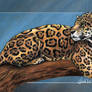 Relaxing Jaguar