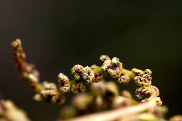 very Small Flowers