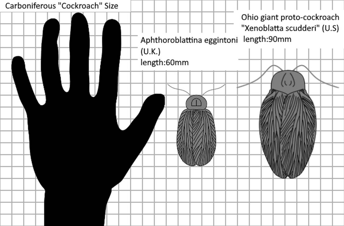 Carboniferous ''Cockroach'' size by Ta-tea-two-te-to on DeviantArt