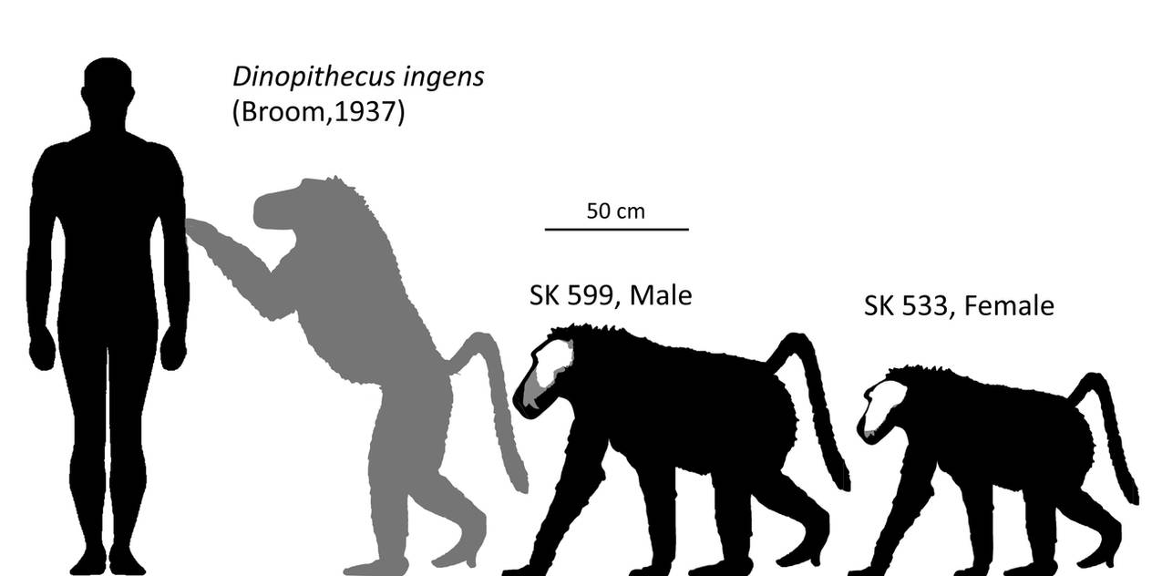Indo Pithecus Dinopithecus Size by Ta-tea-two-te-to on DeviantArt
