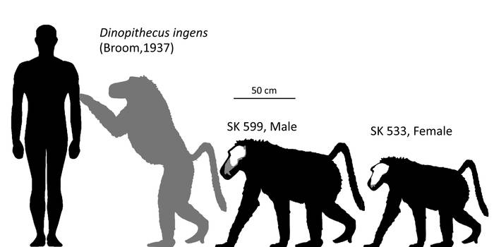 Dinopithecus Deviantart Explore the Best Dinopithecus Art | DeviantArt