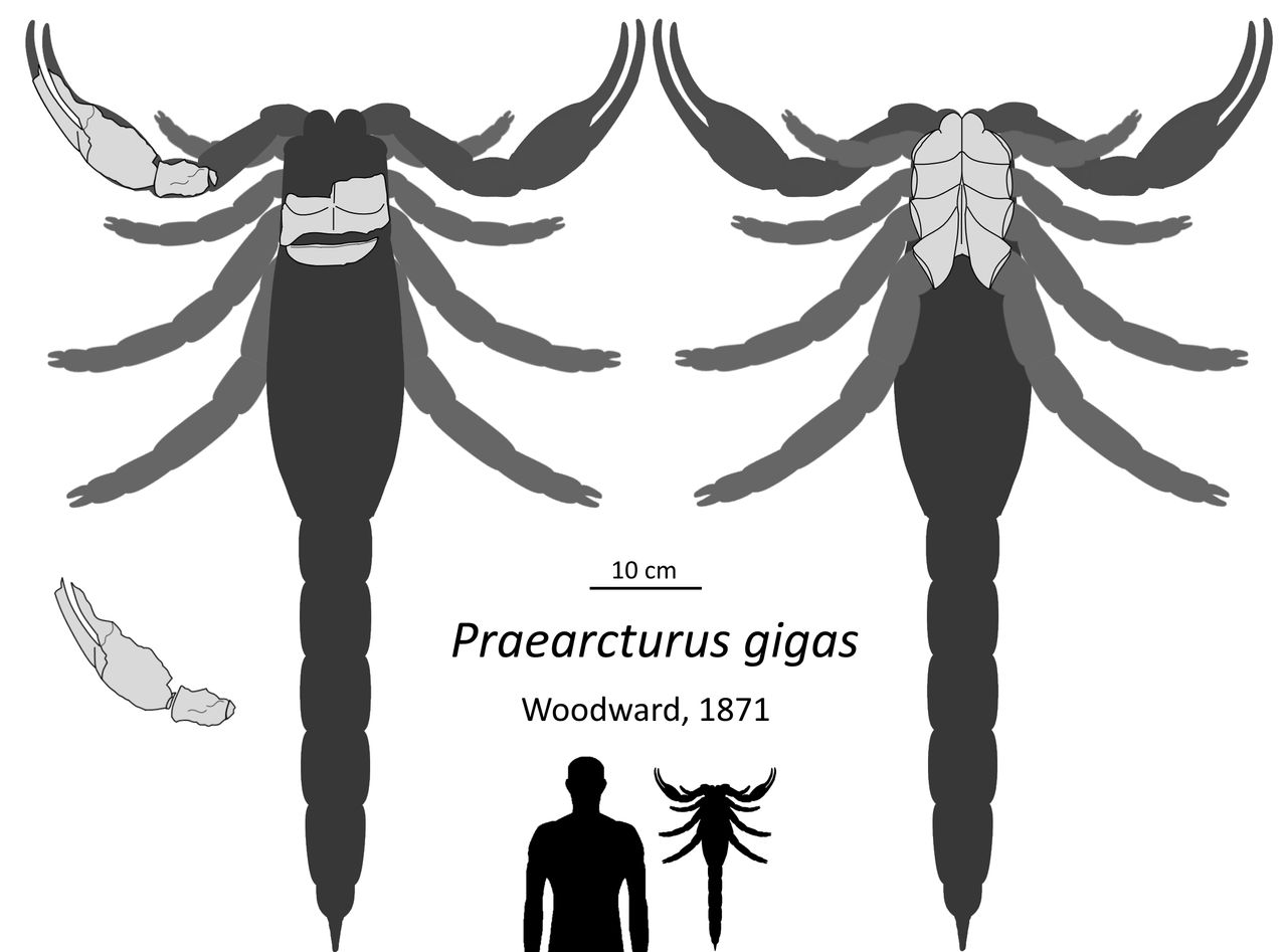 Praearcturus gigas by Ta-tea-two-te-to on DeviantArt