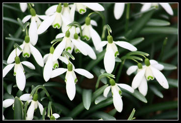 White flowers