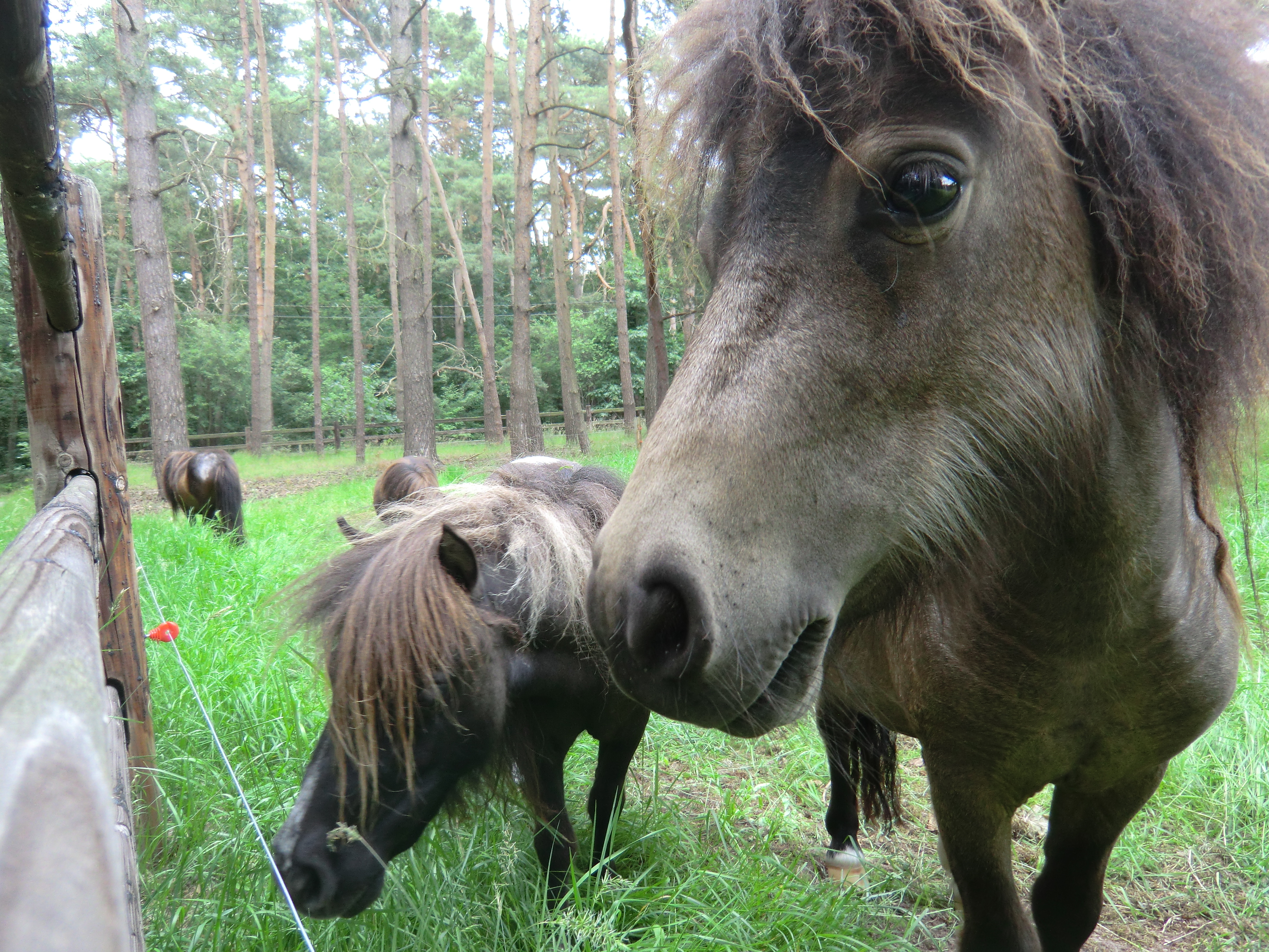 Mini horse :3