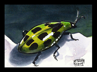 Cucumber Beetle Sketchcard