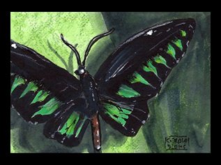 Black and Green Butterfly sketchcard