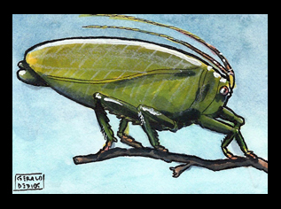 Katydid Sketchcard