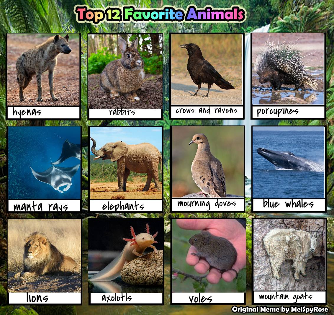 My top 12 animals by poninator on DeviantArt My top 12 animals by poninator on DeviantArt