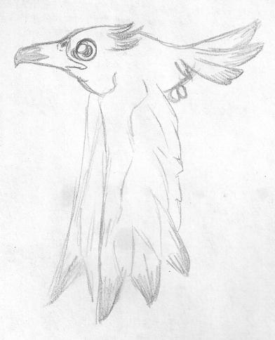 Wingull by Chorocojo on DeviantArt