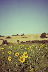 sunflowers.