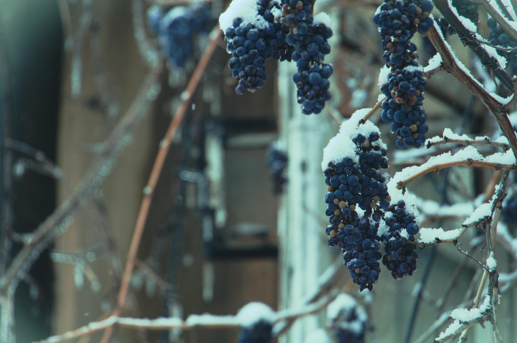 winter harvest.