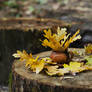 a cup of autumn.