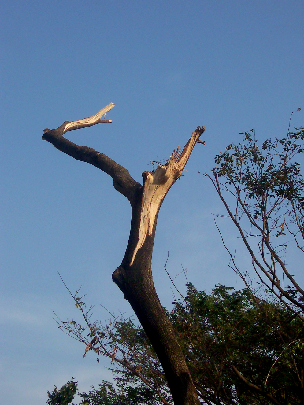 dead tree