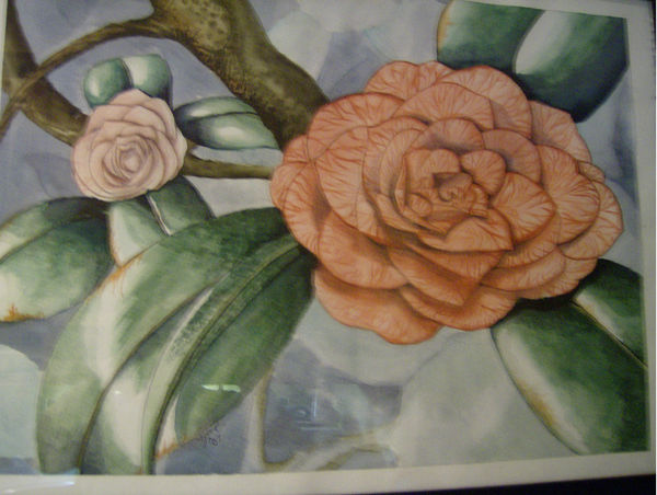 Camellias