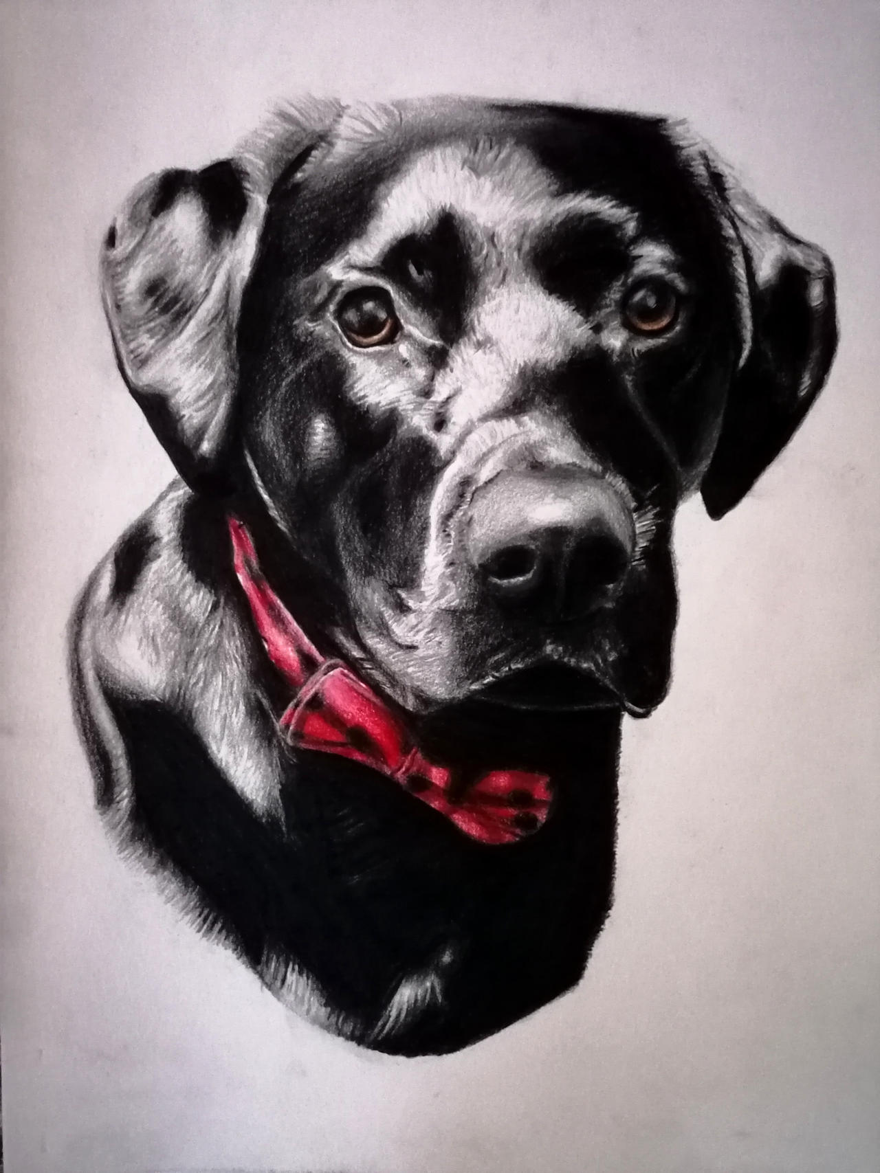 Black Lab Deviantart Black Labrador by Shoortay96 on DeviantArt