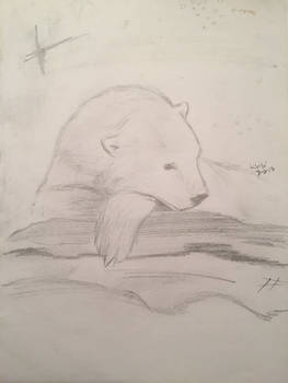 Polar Bear Sketch