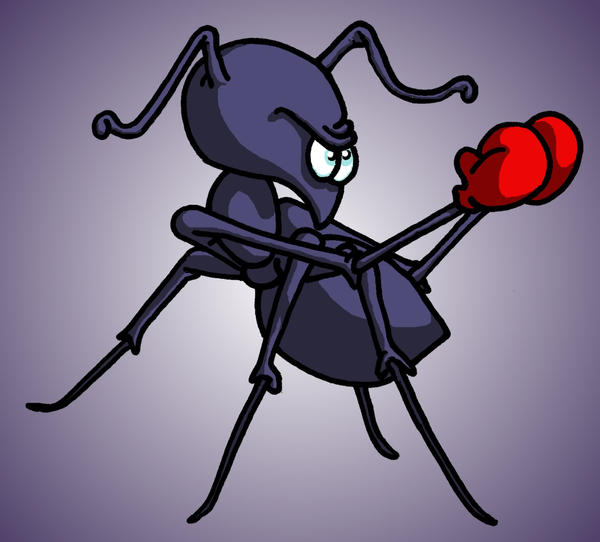 Boxing ant